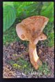 Lactarius fraxineus-amf66